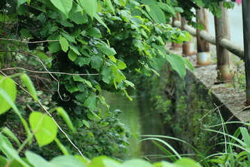 water flowing into the garden