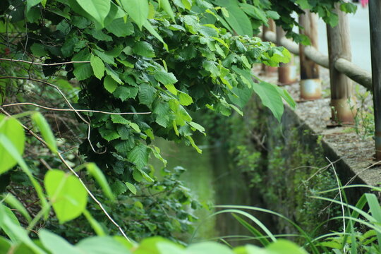 water flowing into the garden