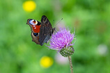 Colorful peacock butterfly sitting on a purple thistle flower growing in a meadow. Green grass and blurry yellow flowers in the background.
