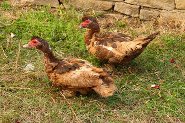 A couple of ducks in a grassy area