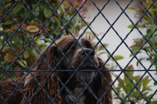 dog behind bars