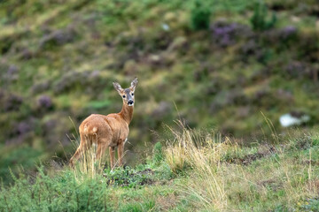 Wild european roe deer (Capreolus capreolus - female) standing in a alpine meadow on a rainy day. Alps, Piedmont, Italy. 