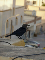 crow on the street