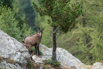 Summer Alpine chamois standing on rocks on forest background, Alps, Italy. Rupicapra rupicapra, August. Horizontal.