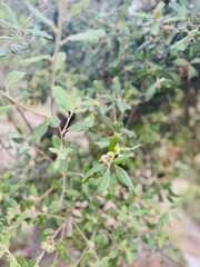 Holm oak branch with acorn fruits growing.