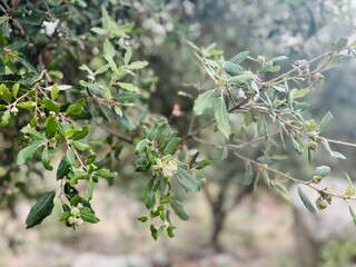 Holm oak branch with acorn fruits growing.