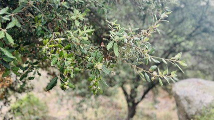 Holm oak branch with acorn fruits growing.
