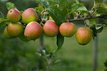 Apple orchard. Ripe red apples in garden. Red apples on a branch. Apple orchard for background. Apple tree.