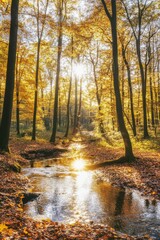 Obraz premium A perfect autumn landscape, a gorgeous morning in the forest, a flowing stream between beech trees and gold leaves in the background