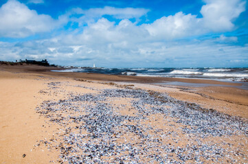 beach and sea in uruguay