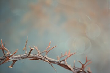 A stark, minimalistic photograph of a thorny branch against an ethereal, blurred background, conveying simplicity and raw beauty.