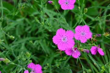 Fototapeta premium some purple flowers with a white star in the middle on the meadow