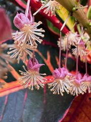 Colorful Tropical Flowers