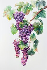 Background template with copy space  of grape leaf and  vine. Watercolor.