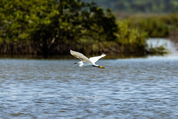 Egret flying over the water