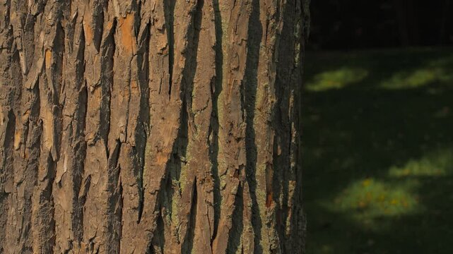 Trees in a Row Close Up Bark