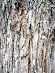 rough tree bark