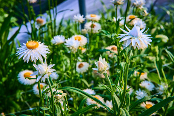 Blooming Daisies in Sunny Greenery Eye-Level Perspective