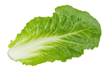 Fresh green lettuce leaf, perfect for healthy salads and garnishes, showcasing crisp texture and vibrant color.