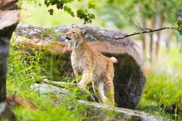 Wild lynx exploring lush green forest in Norway, stepping gracefully over mossy rocks amidst vibrant Scandinavian wildlife and trees.