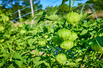 Vibrant Tomatillo Plant in Lush Summer Garden Eye Level Perspective
