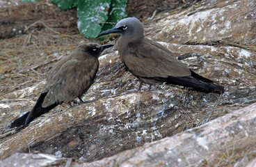 Noddi brun,.Anous stolidus, Brown Noddy , Iles Bird, Iles Seychelles
