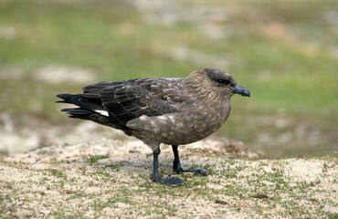 Obraz premium Grand Labbe, .Stercorarius skua, Great Skua