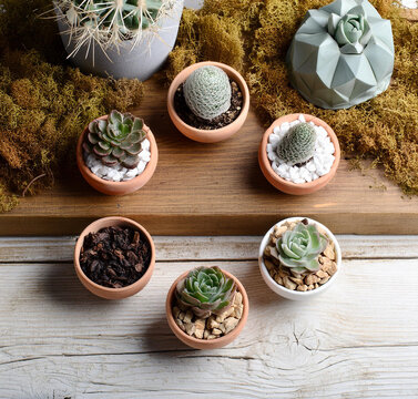 An arrangement of various small succulents and cacti in terracotta and ceramic pots, placed on a wooden surface with decorative moss.
