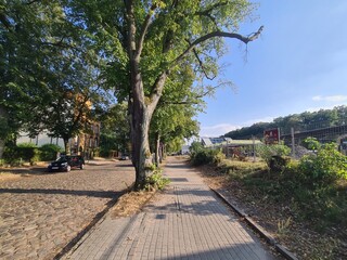 Bürgersteig und Strasse mit Bäumen in Eichwalde, Brandenburg