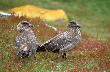 Labbe antarctique,.Stercorarius antarcticus, Brown Skua, Iles Falkland, Malouines