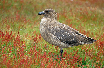 Labbe antarctique,.Stercorarius antarcticus, Brown Skua, Iles Falkland, Malouines