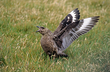 Labbe antarctique,.Stercorarius antarcticus, Brown Skua, Iles Falkland, Malouines