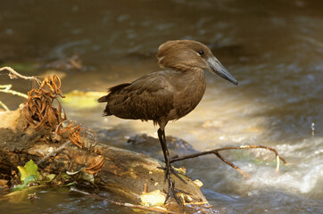 Ombrette africaine,. Scopus umbretta, Hamerkop