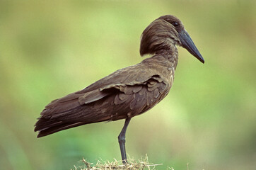 Obraz premium Ombrette africaine,. Scopus umbretta, Hamerkop