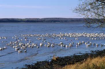 Oie des neiges, .Anser caerulescens, Snow Goose, migration, Réserve du Cap Tourmente, Quebec, Canada