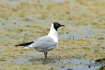 Mouette rieuse,.Chroicocephalus ridibundus, Black headed Gull
