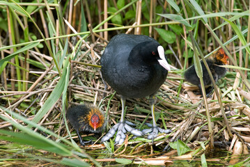 Foulque macroule, nid, .Fulica atra, Eurasian Coot
