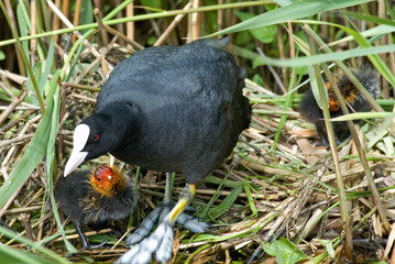 Foulque macroule, nid, .Fulica atra, Eurasian Coot