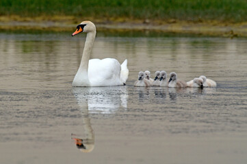 Cygne tuberculé, jeune, .Cygnus olor, Mute Swan