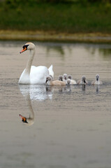 Naklejka premium Cygne tuberculé, jeune, .Cygnus olor, Mute Swan