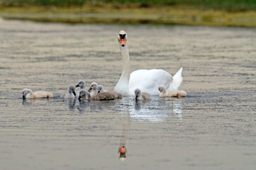 Cygne tuberculé, jeune, .Cygnus olor, Mute Swan