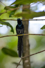Tchitrec des Seychelles,.Terpsiphone corvina, Seychelles Paradise Flycatcher, Ile de la Digue, Seychelles