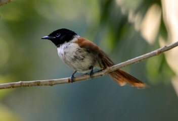 tchitrec des Seychelles, veuve des Seychelles, terpsiphone corvina, femelle, réserve spéciale La...