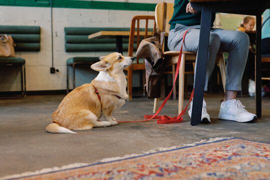 Side view of dog looking at partial owner sitting at table in cafe