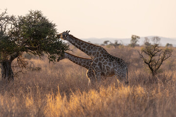 Giraffe in Pilanesberg National Park South Africa