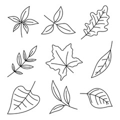 A set of leaves from a tree. Vector illustration is hand-drawn. The black outline of the foliage for decoration. A decorative element for a holiday, design, decoration. Drawing with a line. 