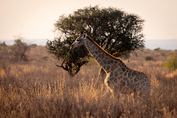 Giraffe in Pilanesberg National Park South Africa