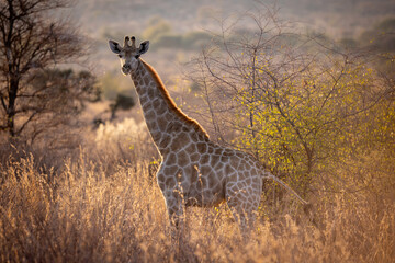 Giraffe in Pilanesberg National Park South Africa