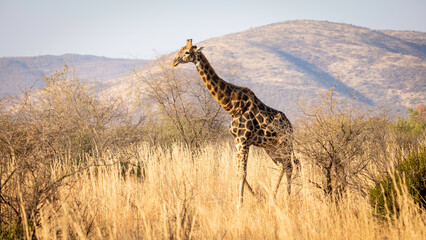 Giraffe in Pilanesberg National Park South Africa