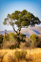 Obraz premium Giraffe in Pilanesberg National Park South Africa